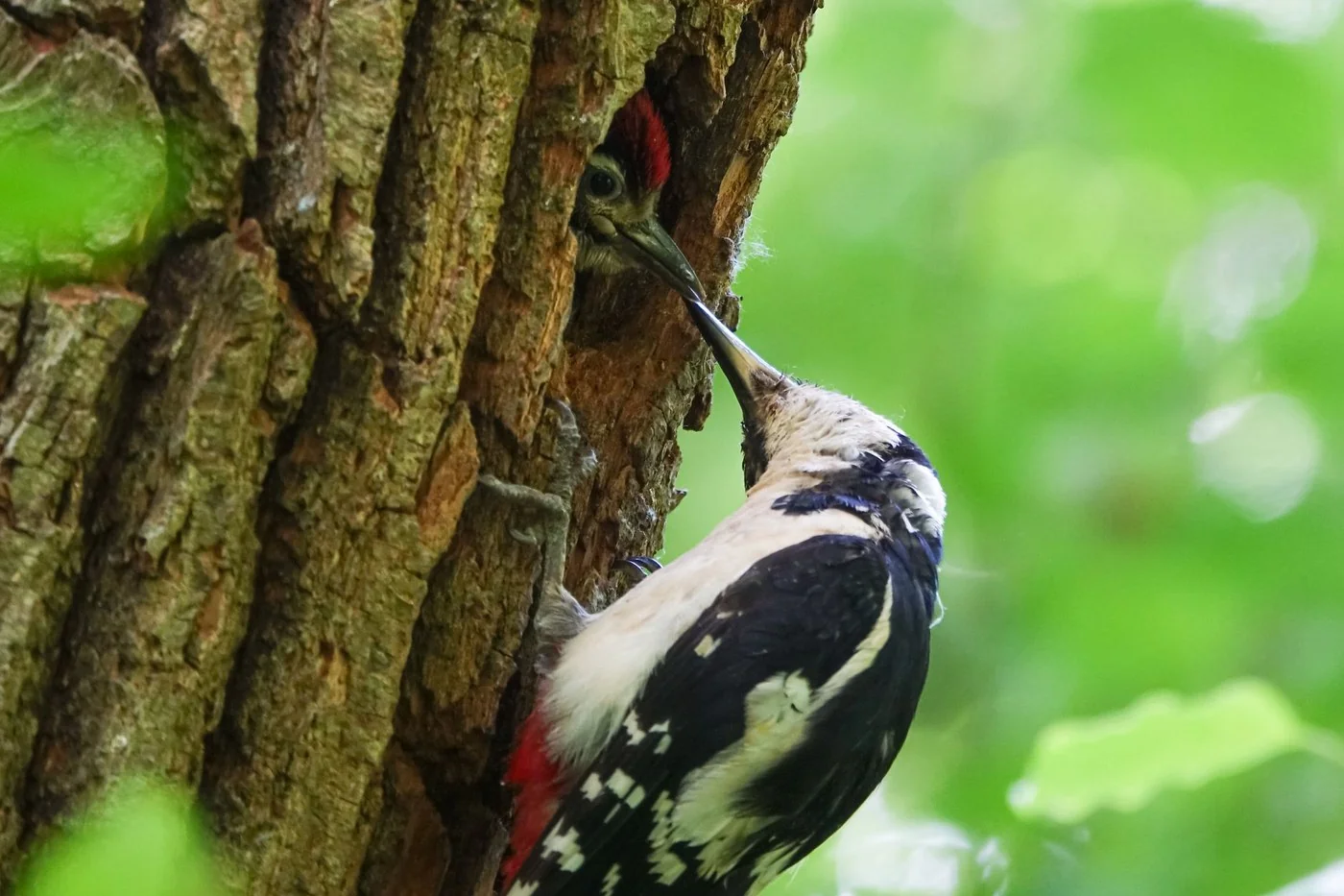 A juvenile woodpecker at a cavity entrance being fed by an adult