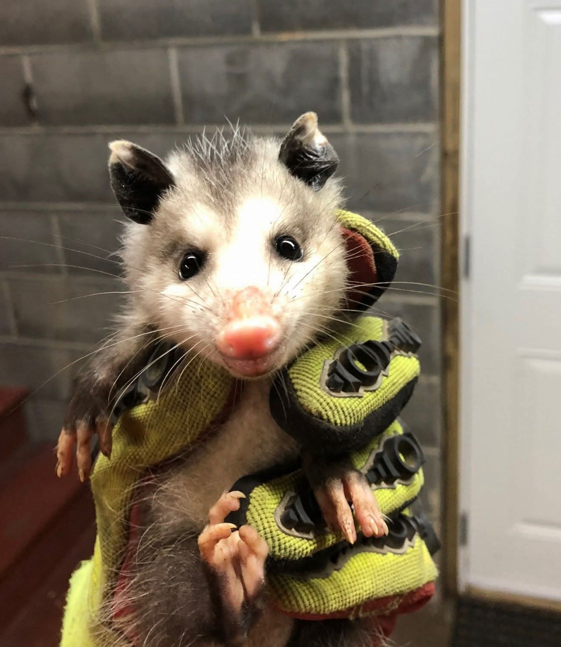 Opossum held by Critter Wranglers technician