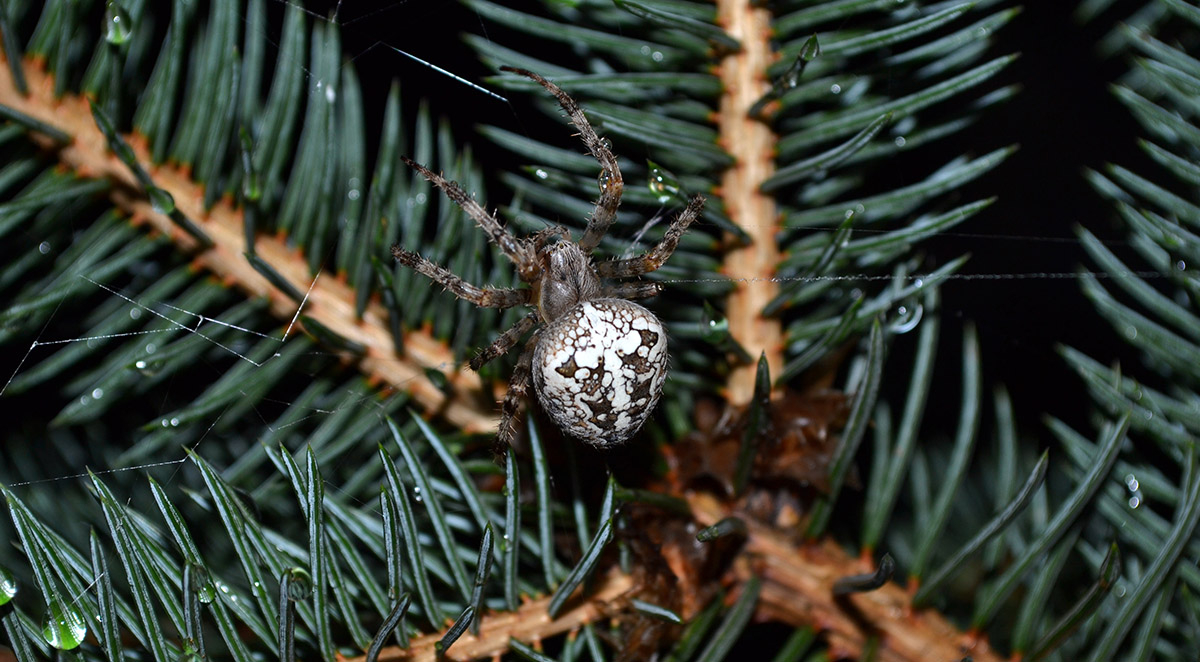 Holiday Pest Risks Every Knoxville Homeowner Should Know