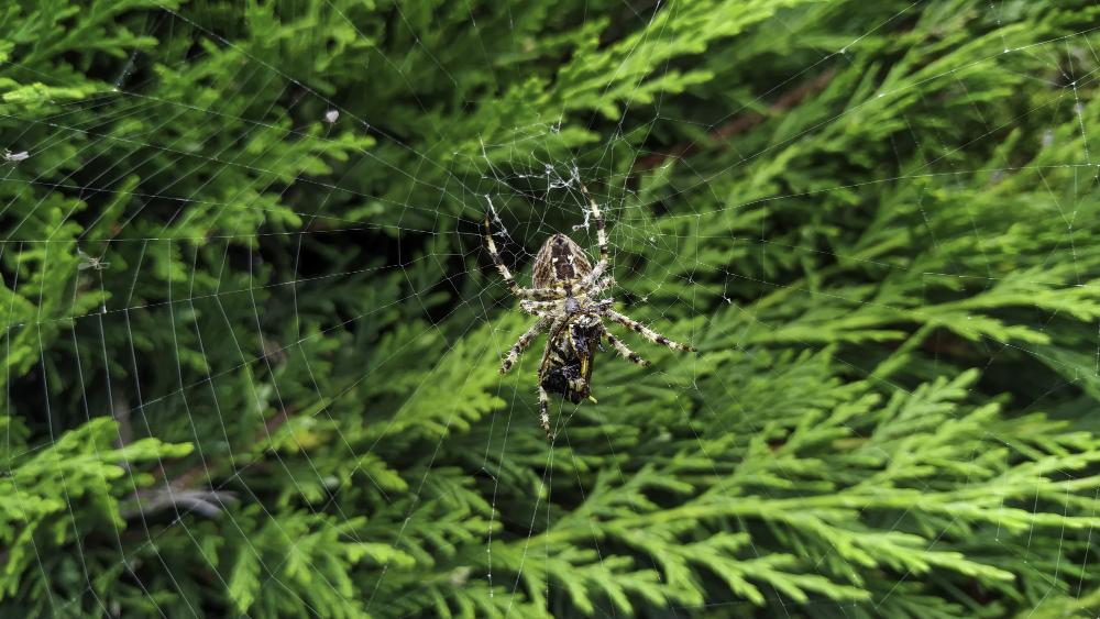 Spider control for a Knoxville, TN home