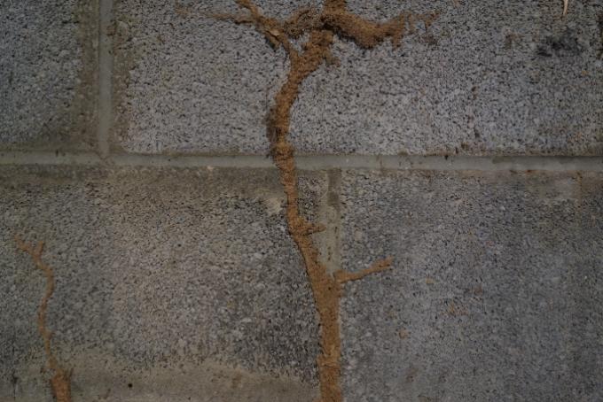 Termite mud tubes on a foundation in Knoxville, TN