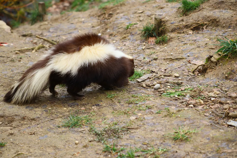 Skunk near a home