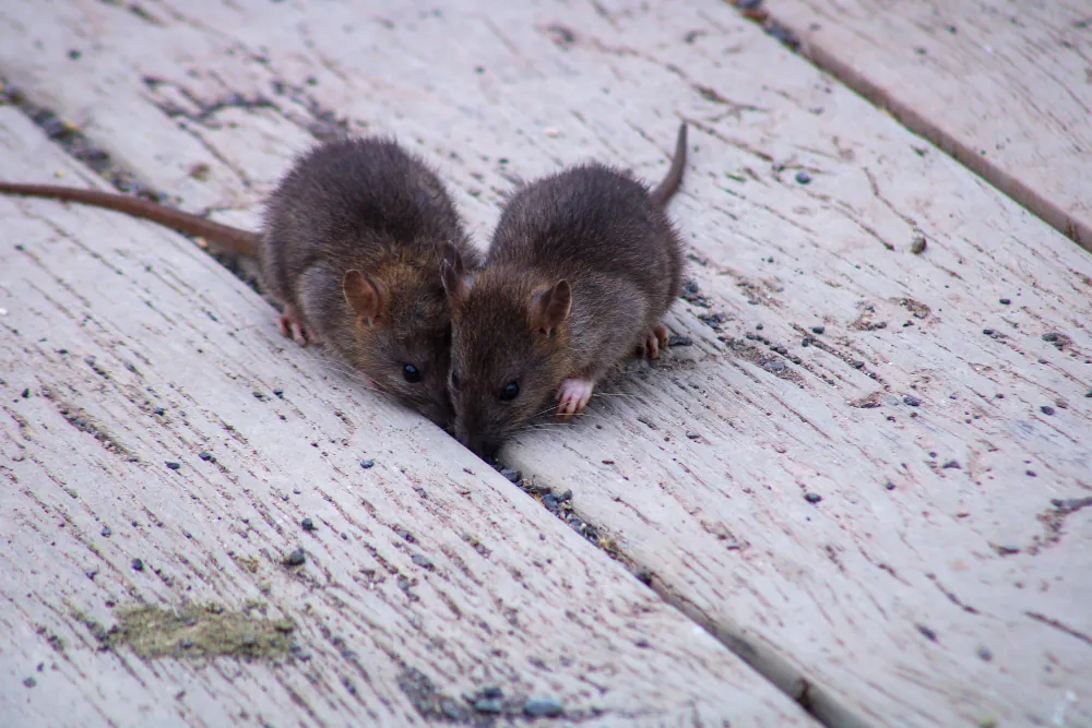 1607 image Rodent found during pest control