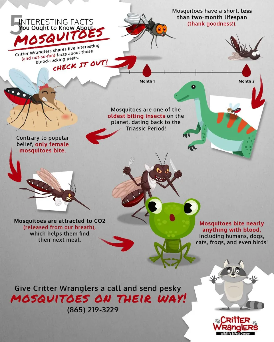 5-Interesting-Facts-You-Ought-to-Know-About-Mosquitoes-Infographic-5efcd73423ddb image Mosquito control treatment for a Knoxville, TN yard