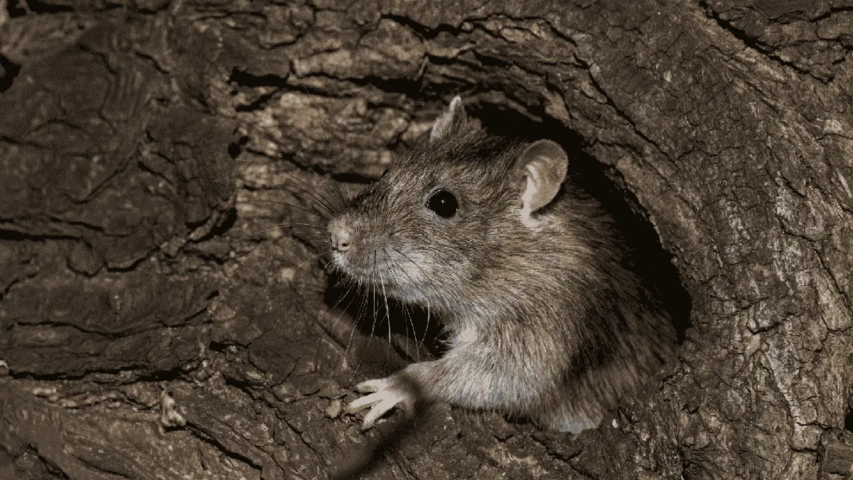 Pest Control & Wildlife Removal in Karns, TN