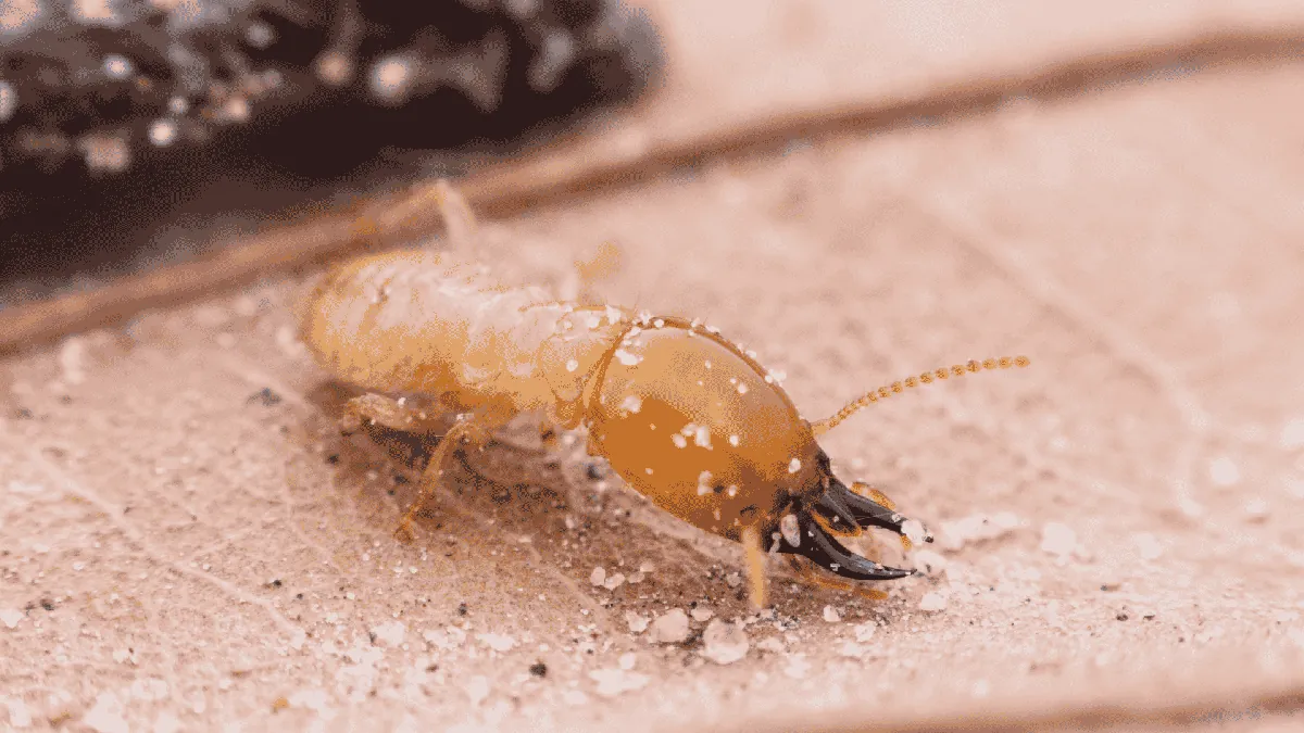Pest Control & Wildlife Removal in LaFollette, TN