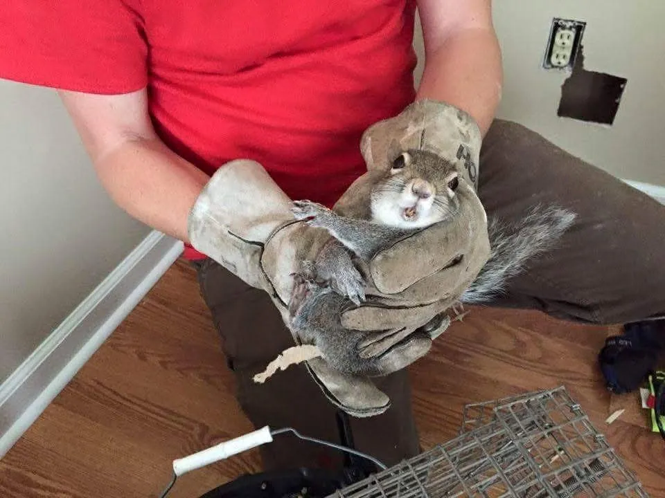 Wildlife removal technician at work removing squirrel