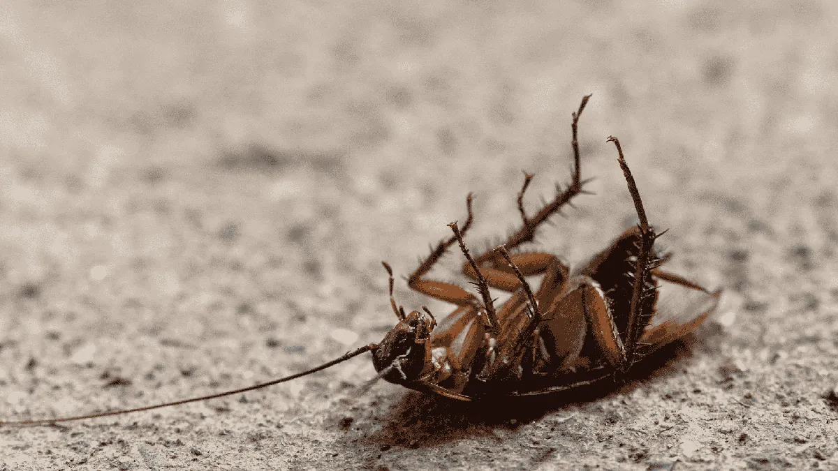 Pest Control & Wildlife Removal in Jacksboro, TN