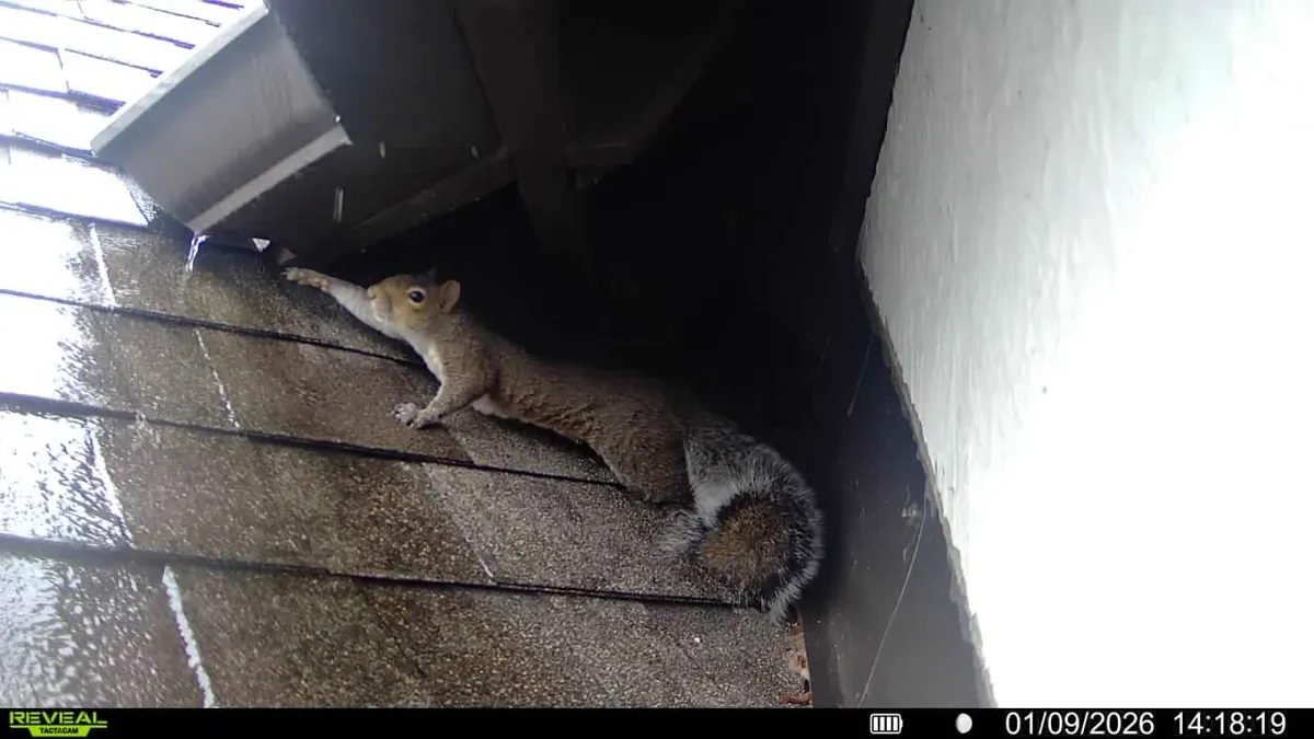 Squirrel removal service in Knoxville TN
