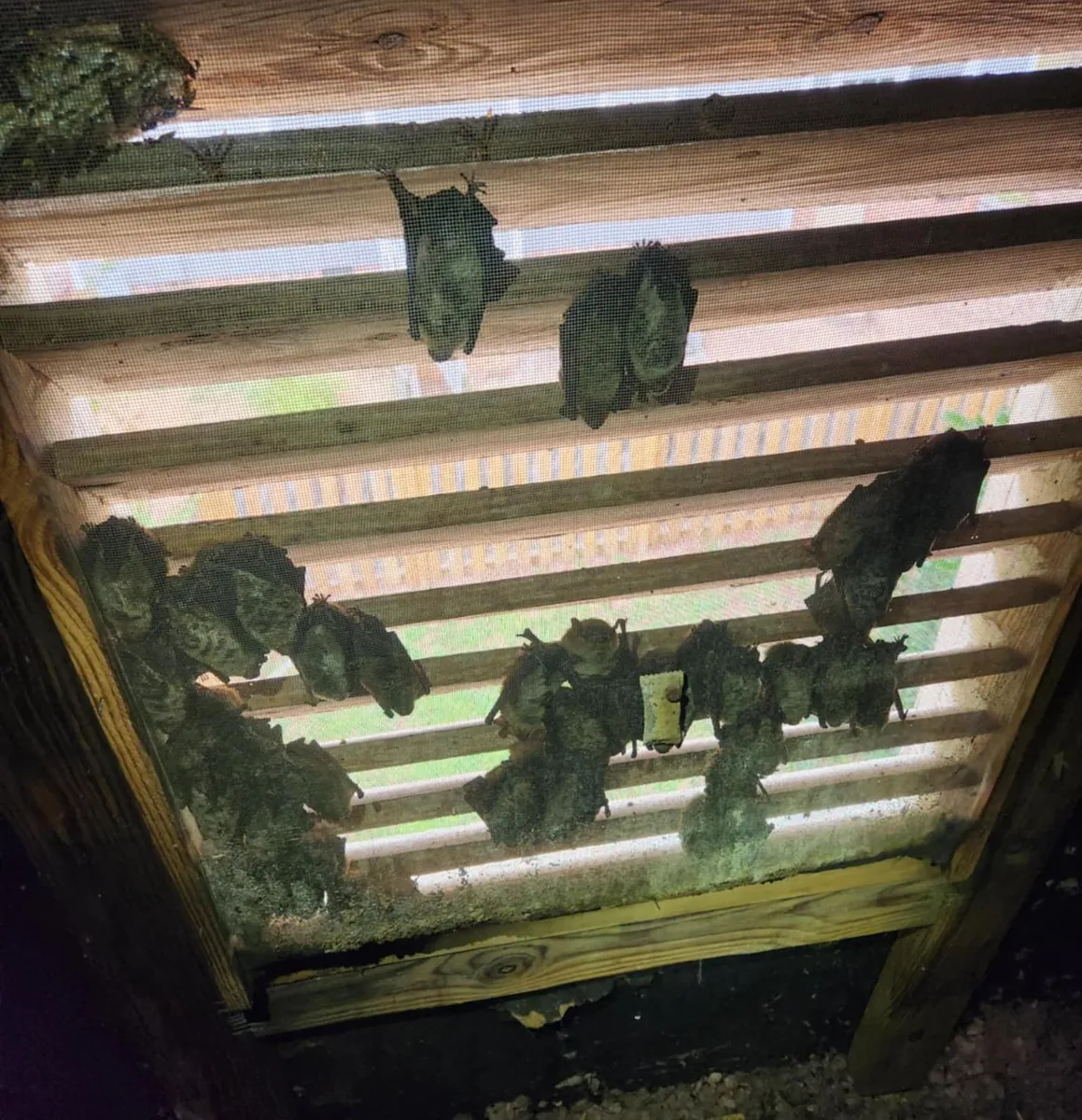 bat-removal-attic image Bat colony in a Knoxville, TN attic