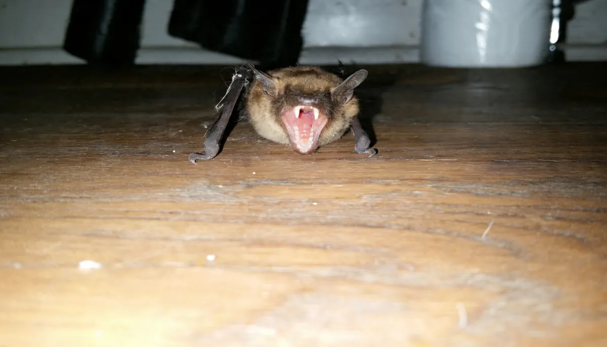 batphoto image Bat found in a home
