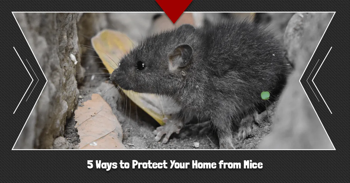 5-Ways-to-Protect-Your-Home-from-Mice-5c3679d85002a