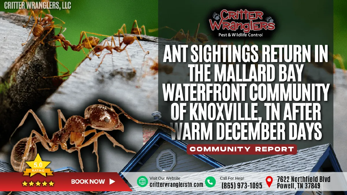 Ant Sightings Return in the Mallard Bay Waterfront Community of Knoxville, TN After Warm December Days
