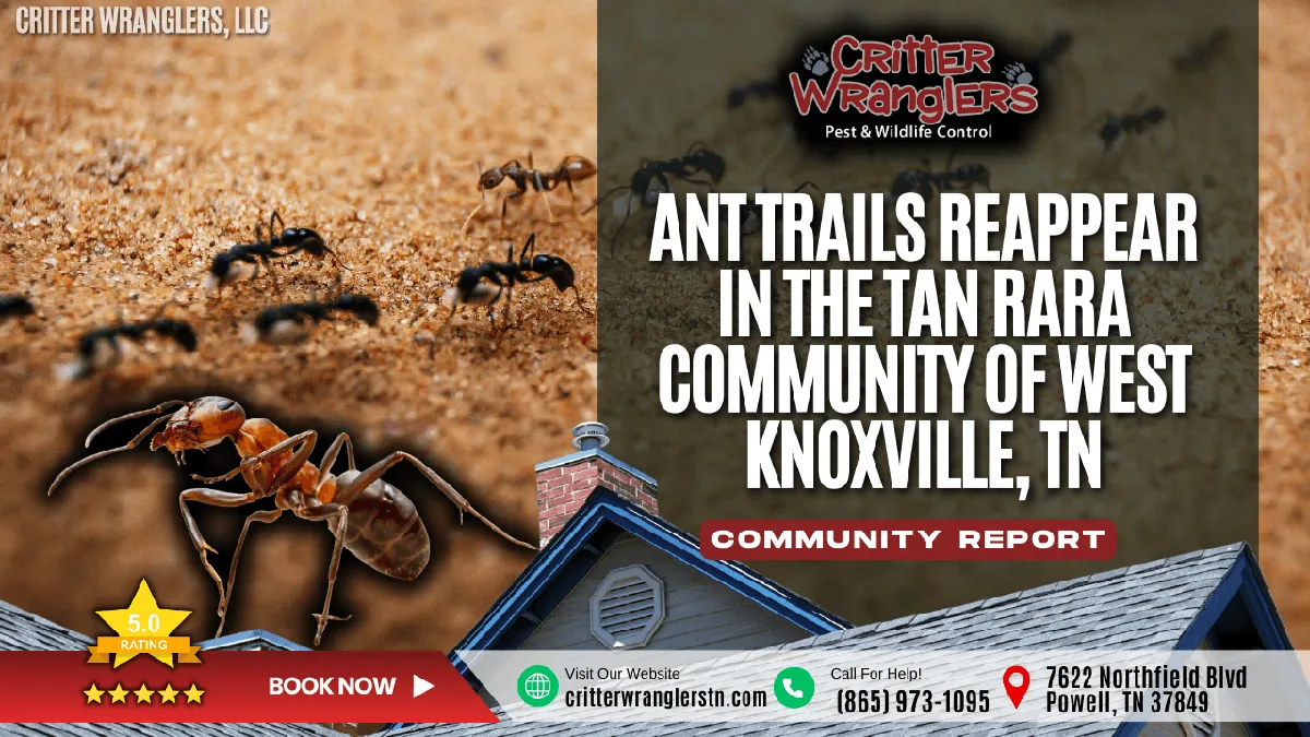 Ant Trails Reappear in the Tan Rara Community of West Knoxville, TN After Warm Rain