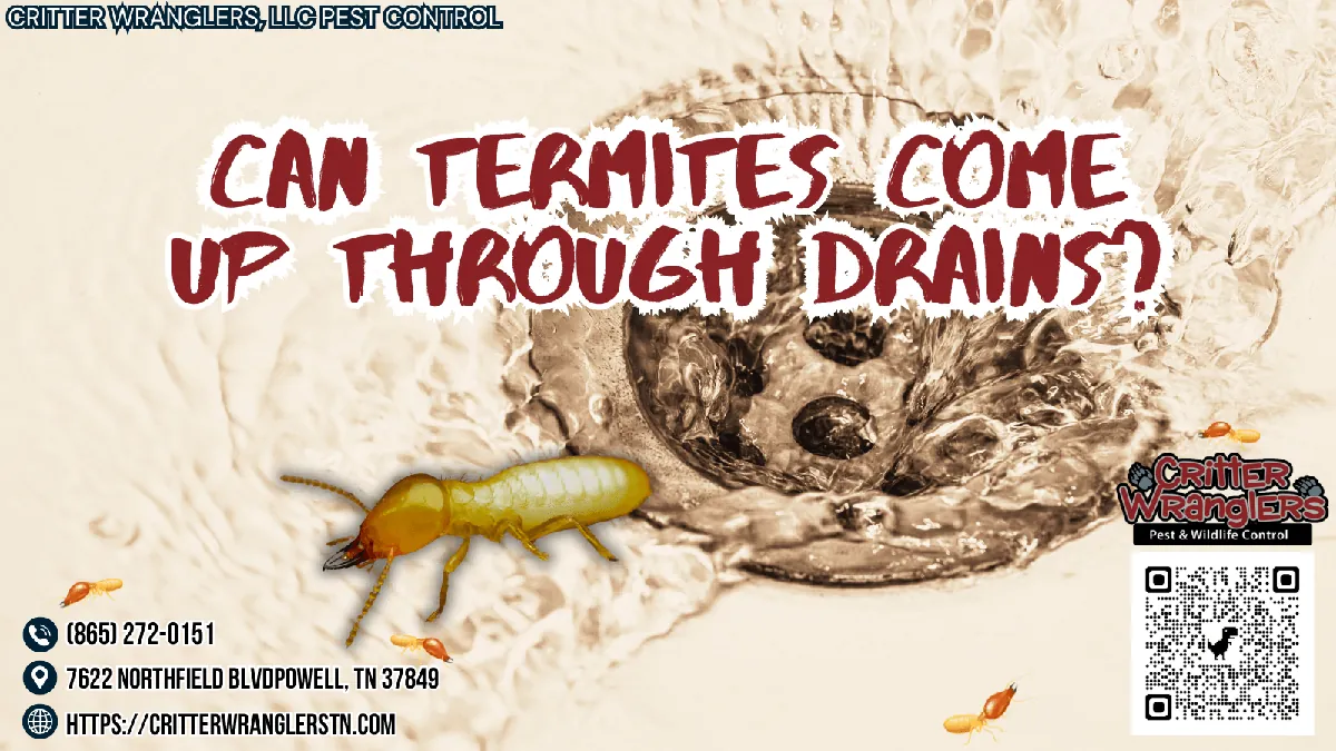 Can Termites Come Up Through Drains