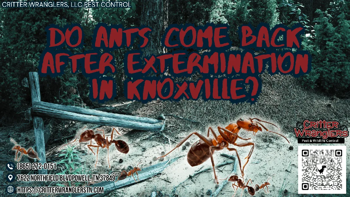 Do Ants Come Back After Extermination in Knoxville