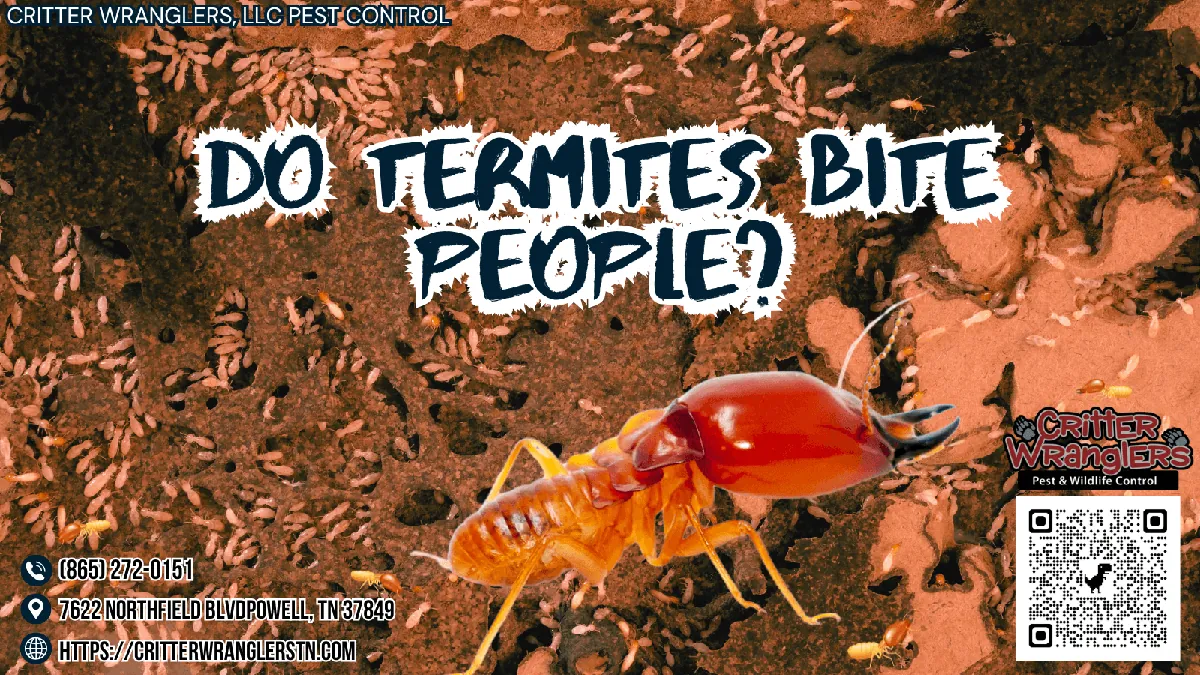 Do Termites Bite People