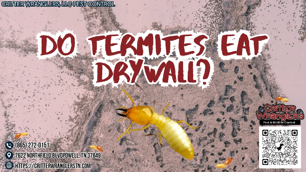 Do Termites Eat Drywall