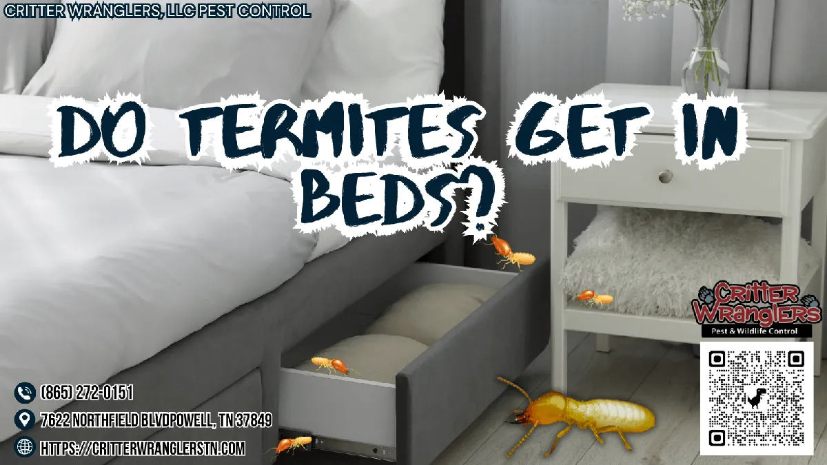 Do Termites Get In Beds