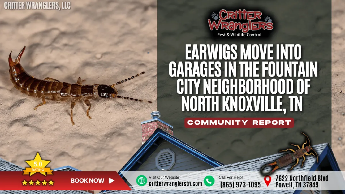 Earwigs Move Into Garages in the Fountain City Neighborhood of North Knoxville, TN After Heavy Rain
