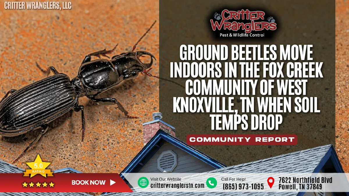 Ground Beetles Move Indoors in the Fox Creek Community of West Knoxville, TN When Soil Temps Drop