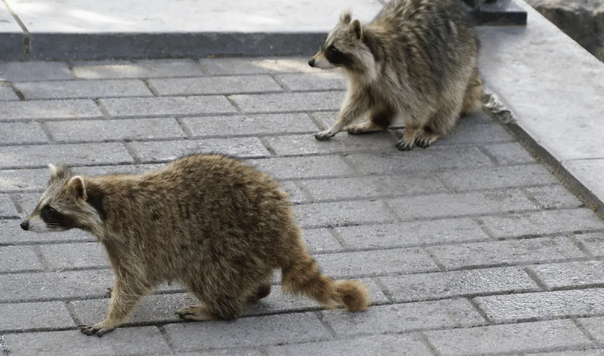 Hero Picture - How To Protect Your Home Against Raccoons