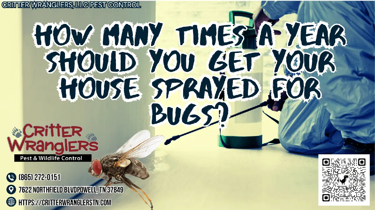 How Many Times A Year Should You Get Your House Sprayed For Bugs