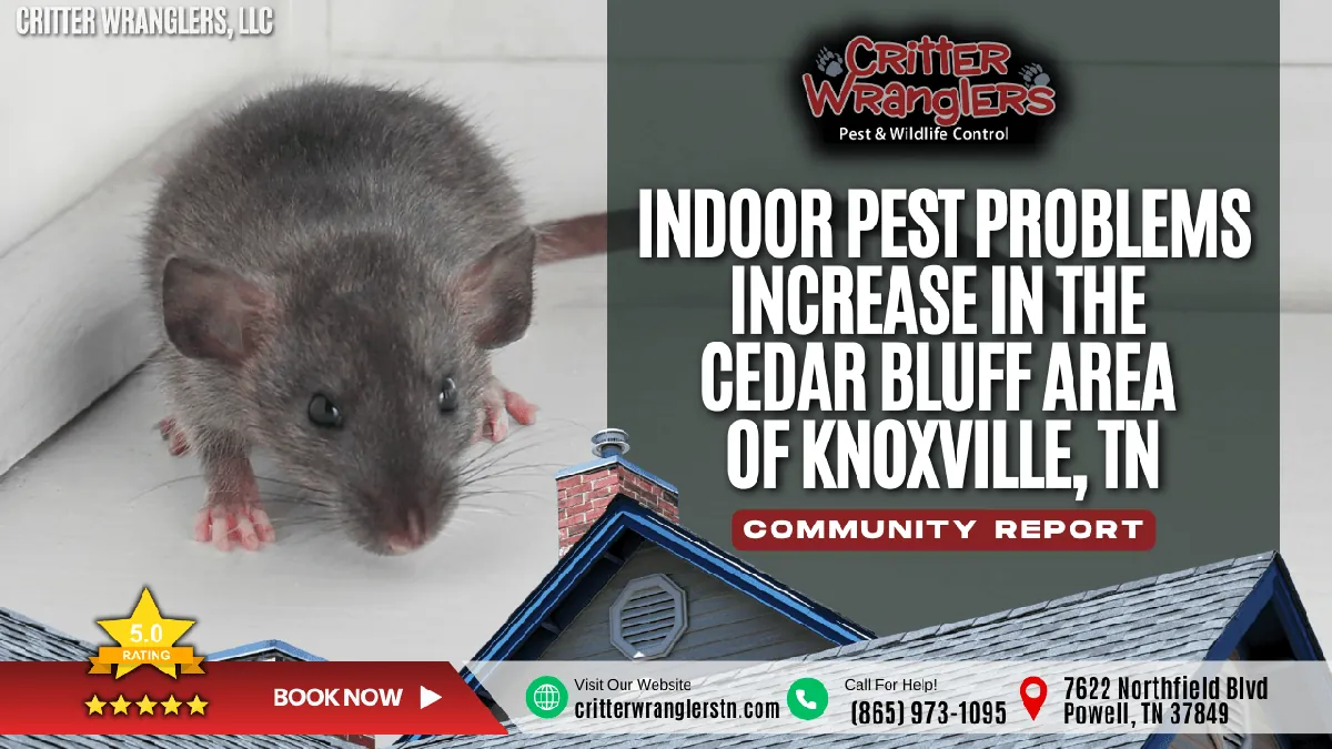 Indoor Pest Problems Increase in the Cedar Bluff Neighborhood of Knoxville, TN After Wet and Cold Weather