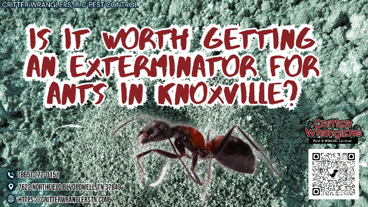 Is It Worth Getting an Exterminator for Ants in Knoxville