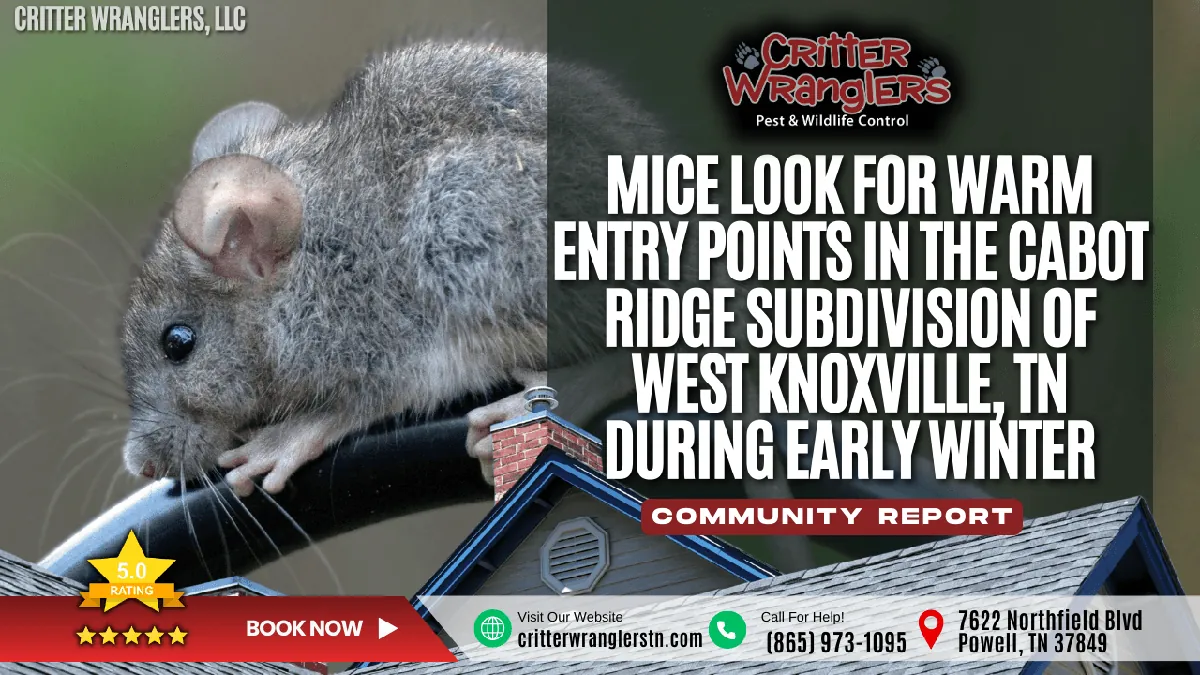 Mice Look for Warm Entry Points in the Cabot Ridge Subdivision of West Knoxville, TN During Early Winter