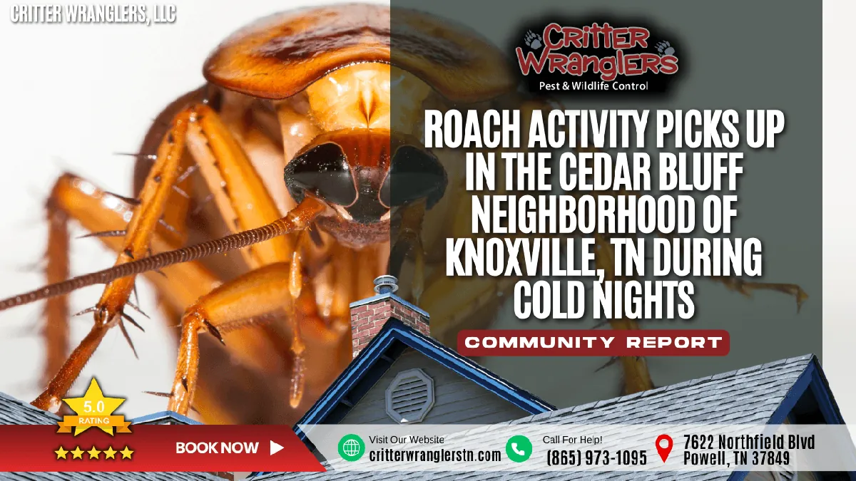 Roach Activity Picks Up in the Cedar Bluff Neighborhood of Knoxville, TN During Cold Nights