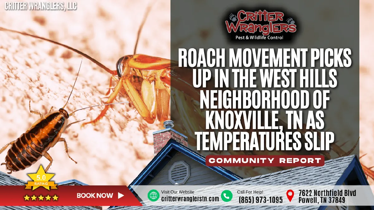 Roach Movement Picks Up in the West Hills Neighborhood of Knoxville, TN as Temperatures Slip