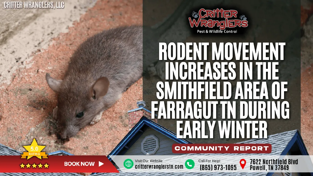 Rodent Movement Increases in the Smithfield Neighborhood of Farragut TN During Early Winter