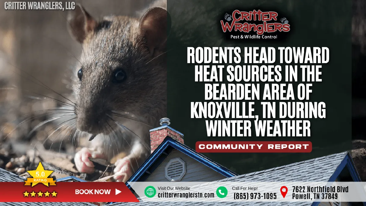 Rodents Head Toward Heat Sources in the Bearden Area of Knoxville, TN During Winter Weather