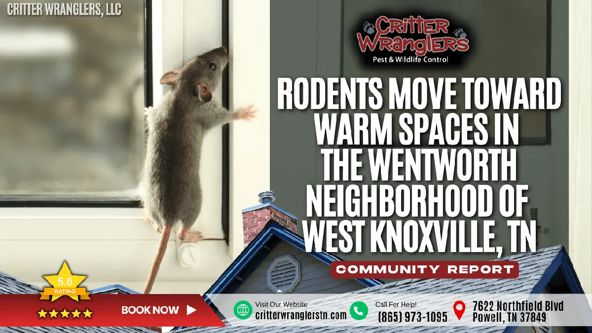 Rodents Move Toward Warm Spaces in the Wentworth Neighborhood of West Knoxville, TN
