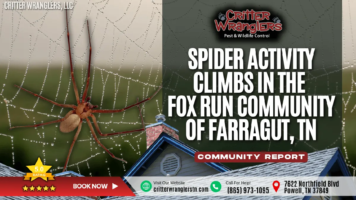 Spider Activity Climbs in the Fox Run Community of Farragut TN After Weather Swings