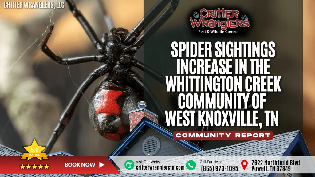 Spider Sightings Increase Again in the Whittington Creek Community of West Knoxville, TN as Winter Deepens