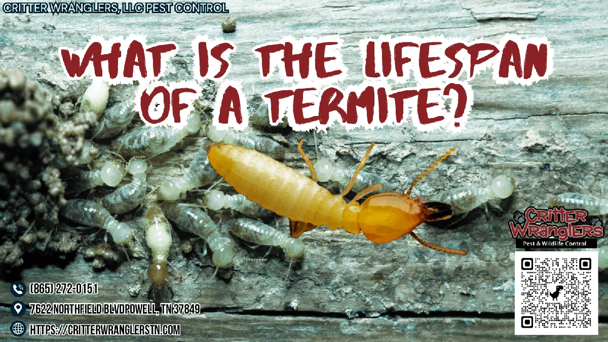 What Is The Lifespan Of A Termite