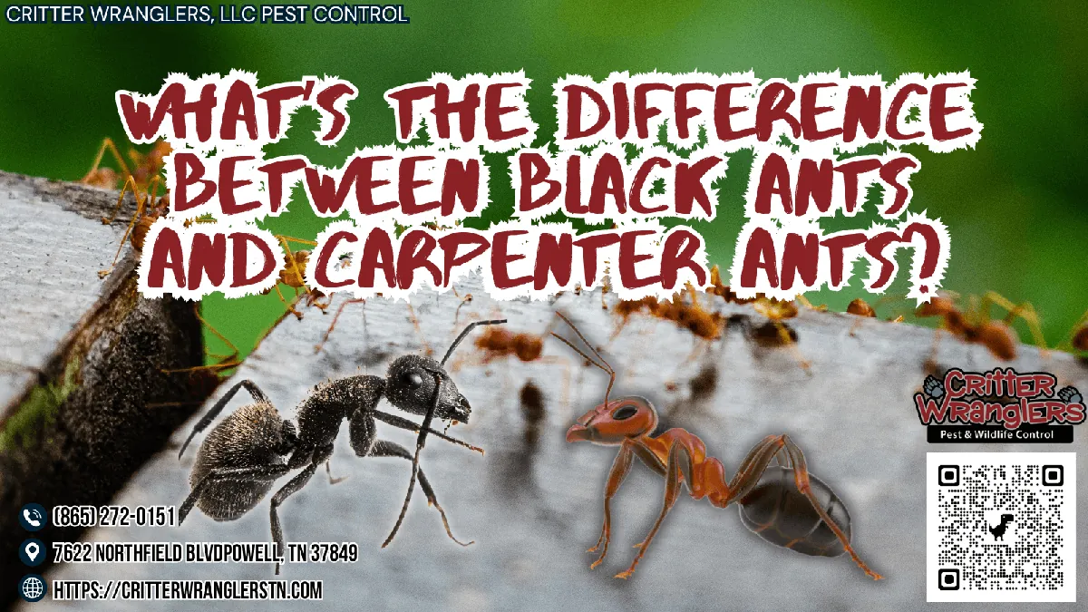What&rsquo;s the Difference Between Black Ants and Carpenter Ants
