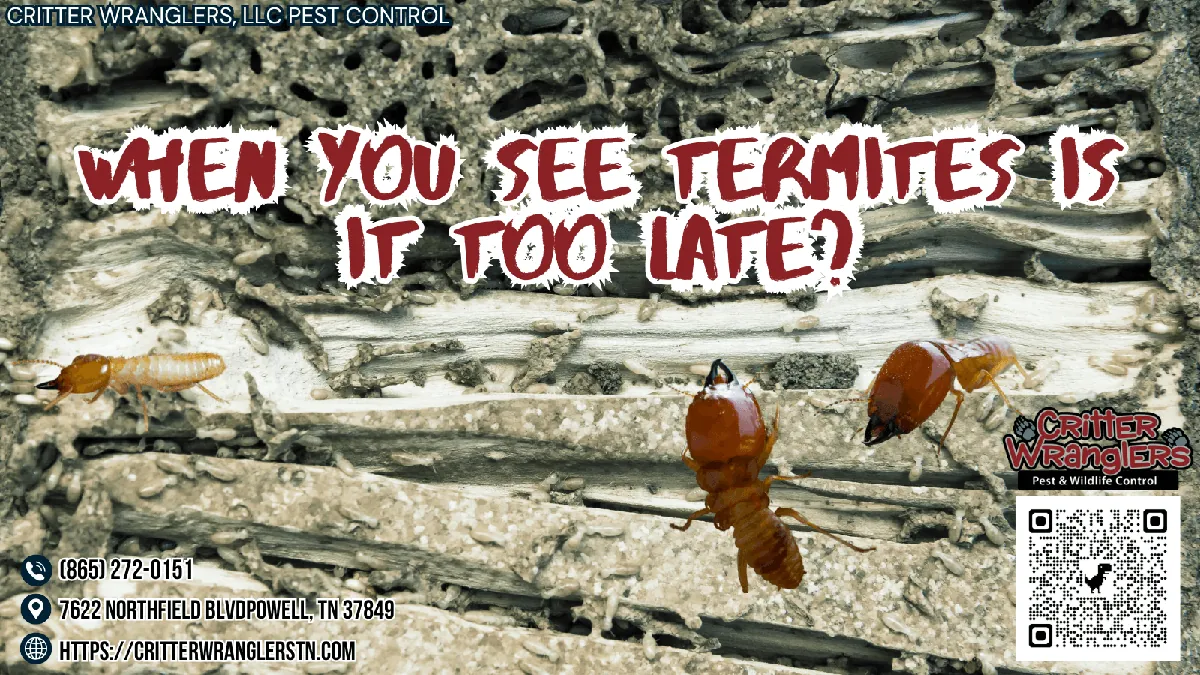 When You See Termites Is It Too Late