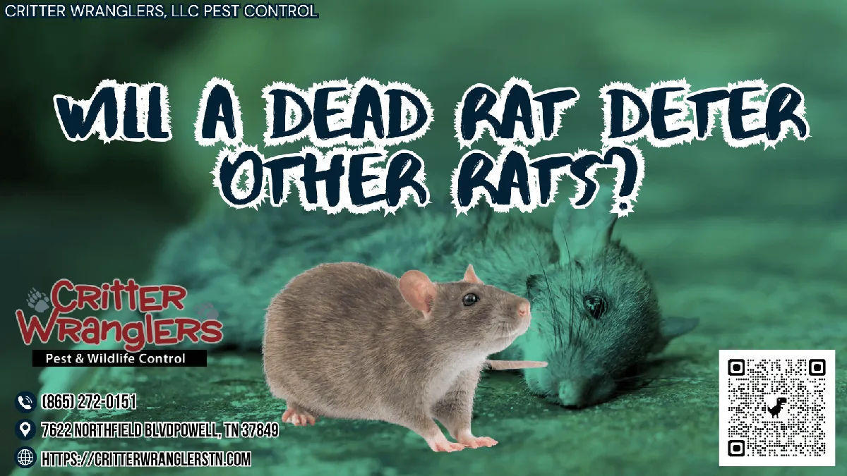 Will A Dead Rat Deter Other Rats