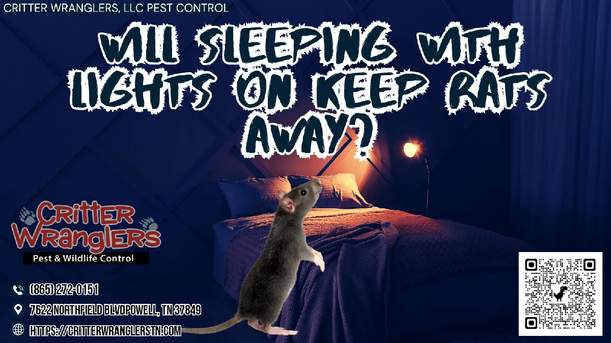 Will Sleeping With Lights On Keep Rats Away