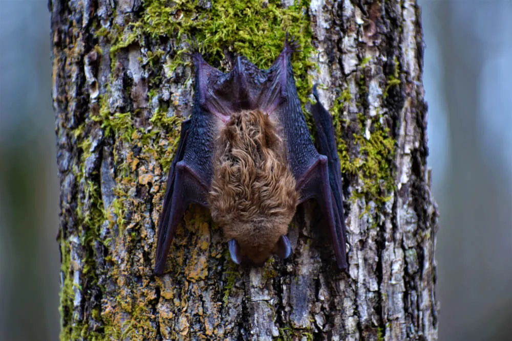 A,Big,Brown,Bat,Is,Found,Out,Of,Hibernation,During