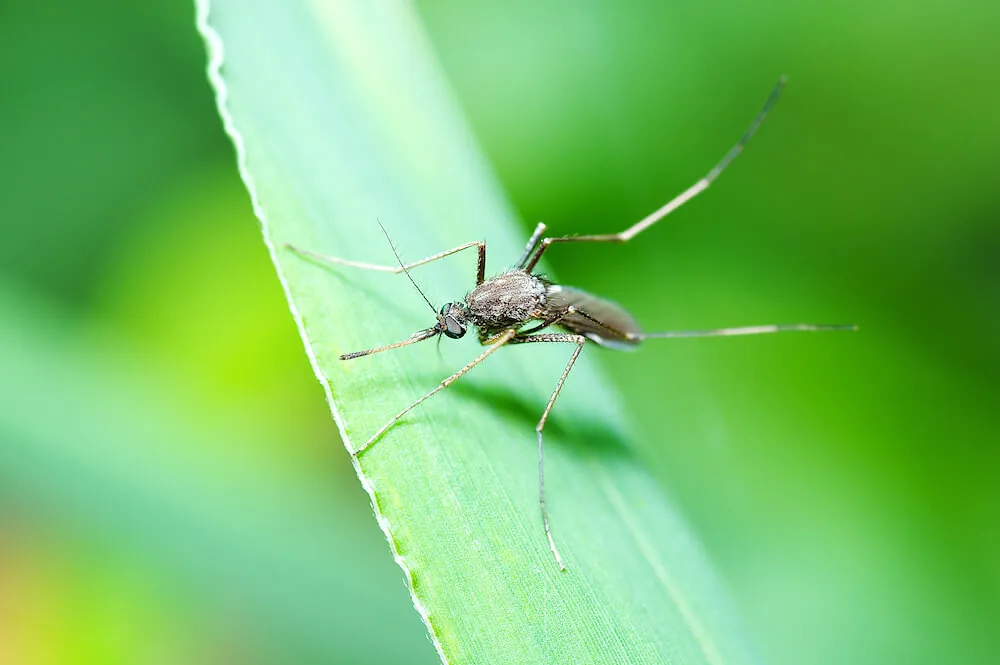 Mosquito,In,Macro,Photo