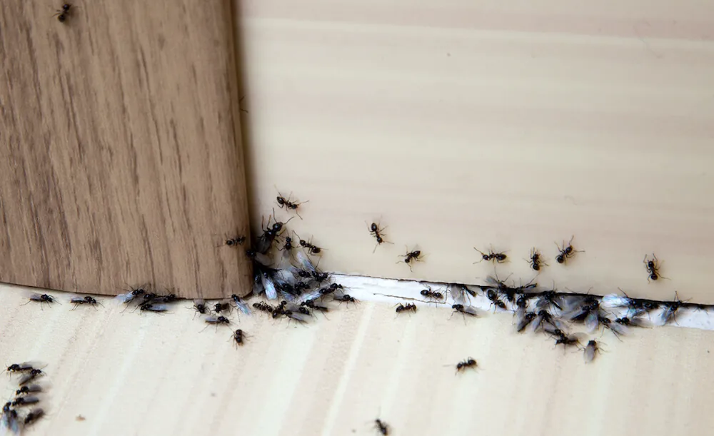 Ants,In,The,House,On,The,Baseboards,And,Wall,Angle