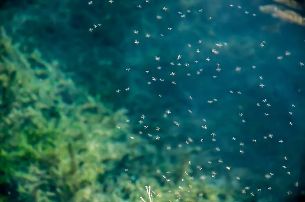 A,Swarm,Of,Mosquitoes,Against,The,Backdrop,Of,A,Lake