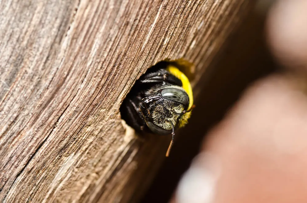 Carpenter,Bee,In,The,Nature,Or,In,The,Garden.it
