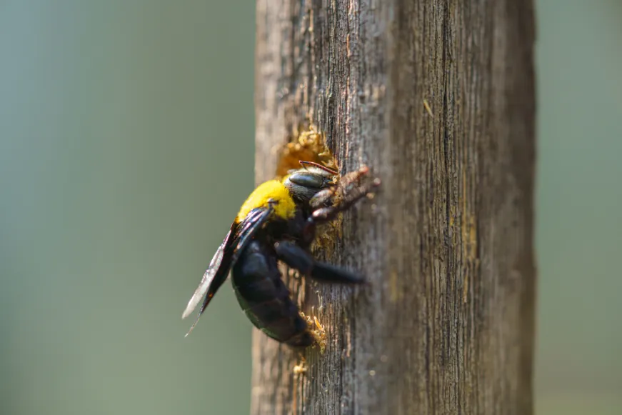 carpenterbees image Carpenter bee on wood