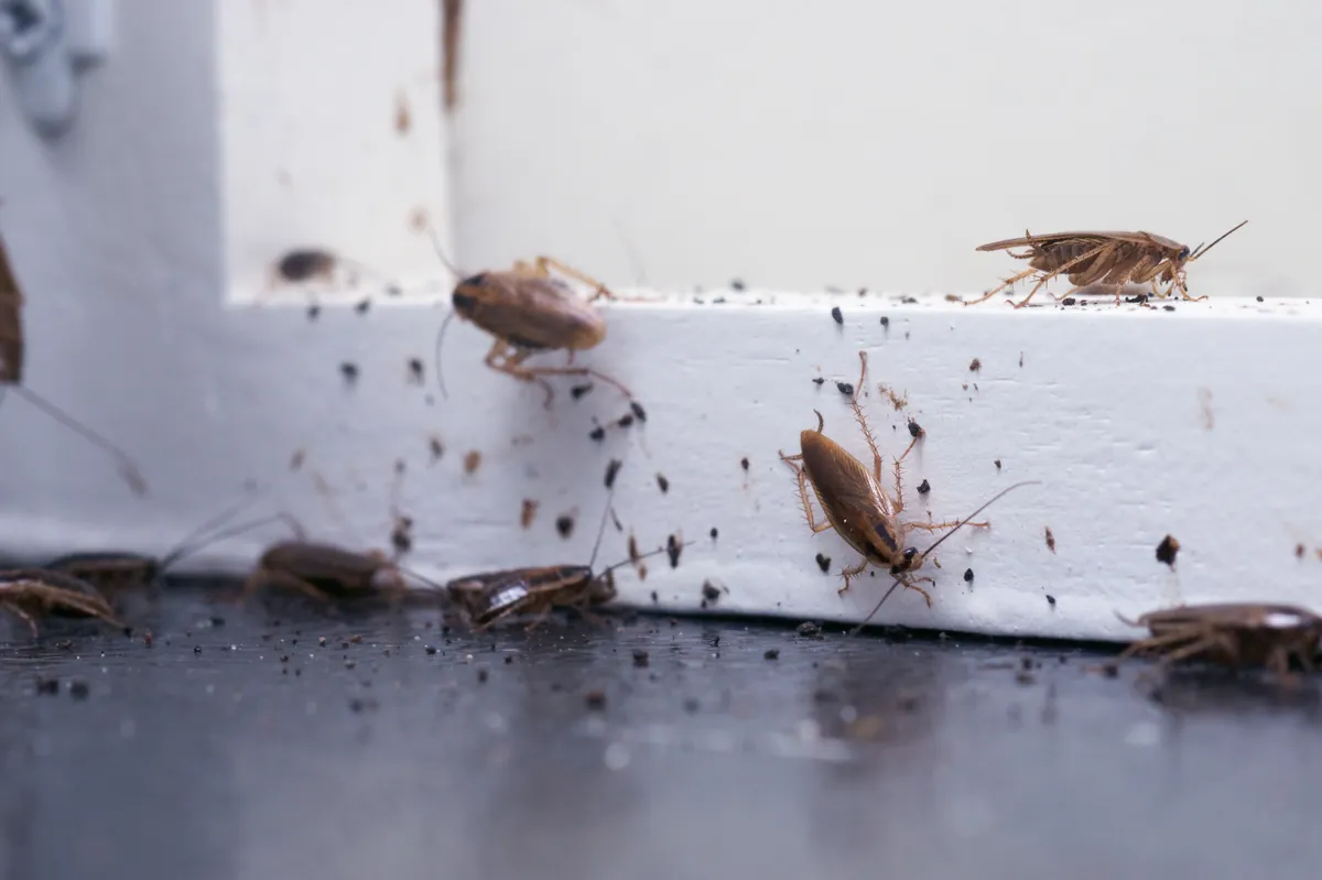Cockroaches on a surface