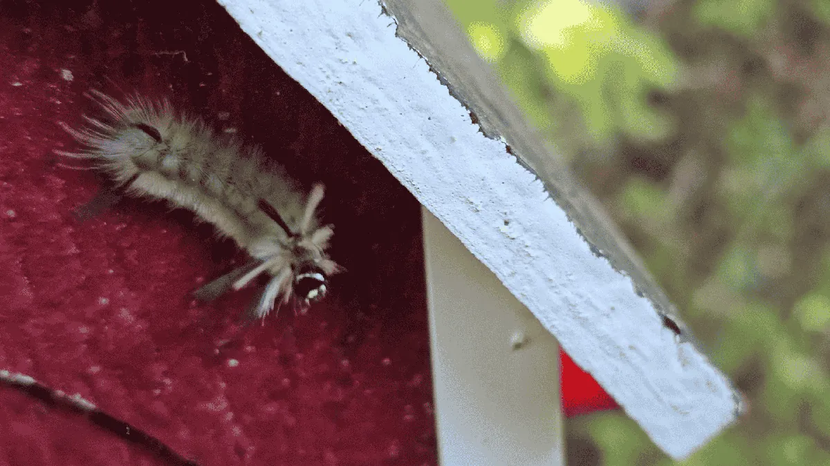 Stink Bugs in East Tennessee: How to Keep Them Out